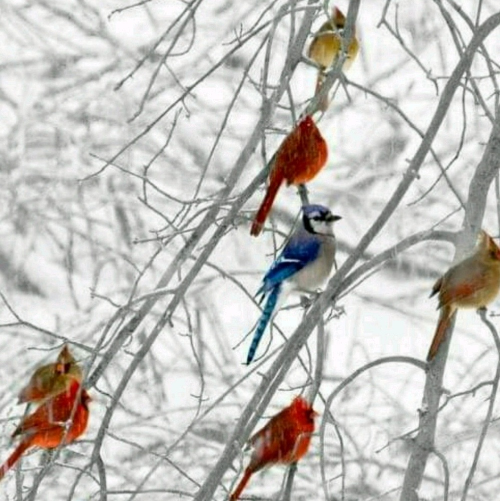 Meet your Posher, Donna